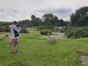 Woman takes picture of model sheep.