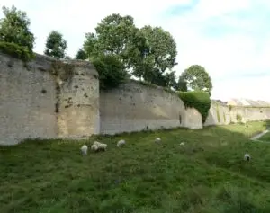 Real sheep under a castle wall